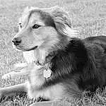 Dog, White, Dog breed, Carnivore, Style, Companion dog, Grass, Snout, Monochrome, Black & White, Canidae, Terrestrial Animal, Working Dog, Whiskers, Plant