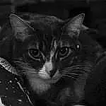 Cat, Felidae, Carnivore, Grey, Whiskers, Black-and-white, Small To Medium-sized Cats, Ear, Snout, Black & White, Domestic Short-haired Cat, Furry friends, Monochrome, Darkness, Comfort, Curious, Night