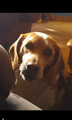 Name Beagle Dog Bodie