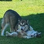 Dog, Dog breed, Carnivore, Grass, Companion dog, Sled Dog, Terrestrial Animal, Tail, Snout, Lawn, Canidae, Recreation, Working Dog, Plant, Siberian Husky, Canis, Wolf, Grassland, Ancient Dog Breeds