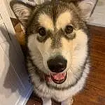 Head, Dog, Eyes, Dog breed, Sled Dog, Carnivore, Jaw, Whiskers, Companion dog, Fawn, Snout, Terrestrial Animal, Canidae, Furry friends, Working Animal, Wood, Siberian Husky