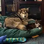 Dog, Dog breed, Carnivore, Grey, Fawn, Comfort, Companion dog, Picture Frame, Felidae, Door, Cat, Couch, Wood, Small To Medium-sized Cats, Furry friends, Canidae, Canis