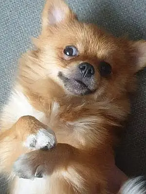 Name Pomeranian Dog Archibald