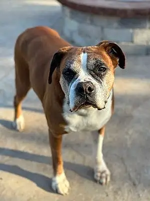 Boxer Dog Maggie