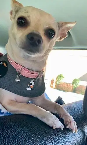 Name Chihuahua Dog Estrella
