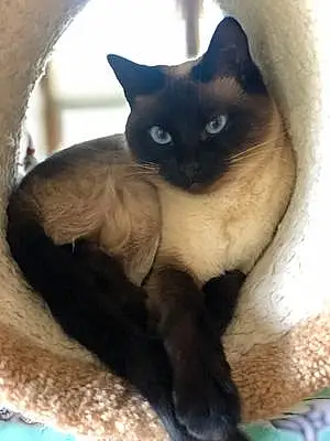 Siamese Cat Ari