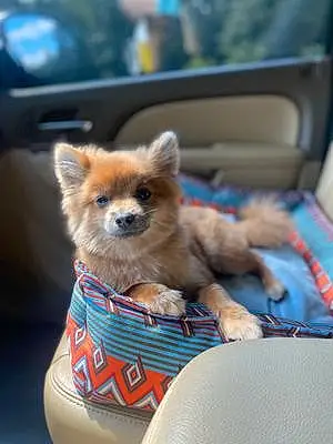 Name Pomeranian Dog Bama