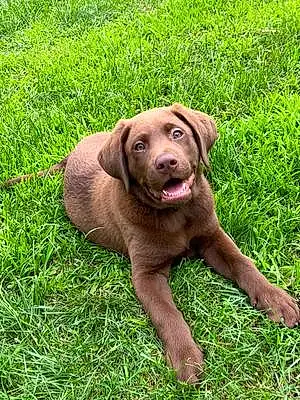 Name Labrador Retriever Dog Bocephus