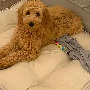 Goldendoodle Dog Teddy