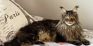 Name Maine Coon Cat Ares