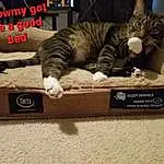 Cat, Felidae, Carnivore, Small To Medium-sized Cats, Comfort, Whiskers, Rectangle, Box, Furry friends, Domestic Short-haired Cat, Paw, Photo Caption, Wood, Claw, Packaging And Labeling, Tail, Font, Nap, Metal