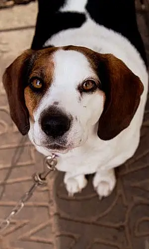 Name Beagle Dog Bayley