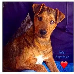 Name Patterdale Terrier Dog Brian