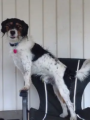 Name Welsh Springer Spaniel Dog Bruiser