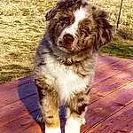 Dog, Dog breed, Canidae, Australian Collie, Miniature Australian Shepherd, Carnivore, Australian Shepherd, Puppy, Companion dog, Herding Dog, Rare Breed (dog), Working Dog