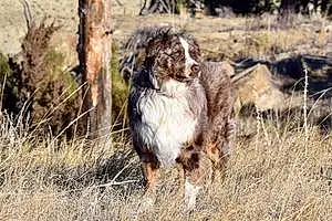 Name Australian Shepherd Dog Dillon