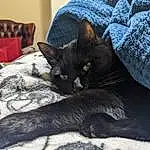 Cat, Comfort, Carnivore, Felidae, Grey, Whiskers, Small To Medium-sized Cats, Snout, Tail, Bed, Linens, Bombay, Furry friends, Domestic Short-haired Cat, Room, Chair, Bedding, Pillow, Black cats, Claw