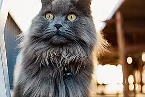 Name Ragdoll Cat Gatsby