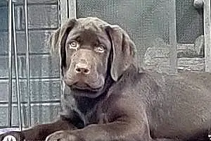 Name Labrador Retriever Dog Baylee