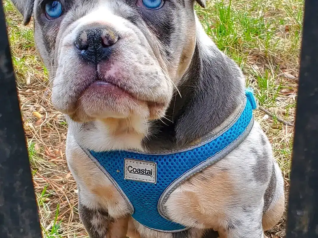 Dog, Dog breed, Carnivore, Collar, Fawn, Companion dog, Bulldog, Snout, Pet Supply, Grass, Working Animal, Wrinkle, Dog Collar, Electric Blue, Dog Supply, Terrestrial Animal, Working Dog, Non-sporting Group