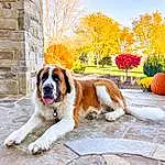 Dog, Plant, St. Bernard, Carnivore, Tree, Dog breed, Sky, Pumpkin, Companion dog, Fawn, Building, Moscow Watchdog, Tints And Shades, Calabaza, Gourd, Landscape, Door, Giant Dog Breed