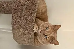 Name Cat Cheerio