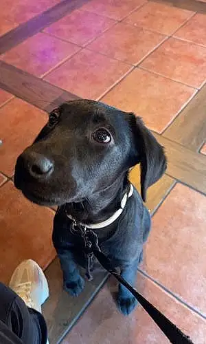 Name Labrador Retriever Dog Franco