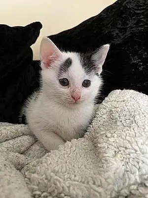 Name Cat Domino