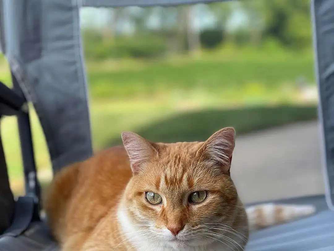 Cat, Felidae, Carnivore, Small To Medium-sized Cats, Whiskers, Fawn, Snout, Wood, Tail, Tree, Grass, Sitting, Domestic Short-haired Cat, Furry friends, Vroom Vroom, Window, Automotive Exterior, Photo Caption, Fence