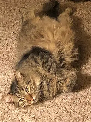 Name Maine Coon Cat Baymax