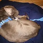 Brown, Dog, Dog breed, Comfort, Carnivore, Liver, Ear, Fawn, Companion dog, Felidae, Snout, Whiskers, Small To Medium-sized Cats, Linens, Canidae, Electric Blue, Furry friends, Collar, Working Animal