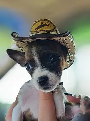 Name Chihuahua Dog Avery