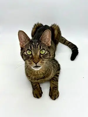 Name Tabby Cat Lincoln