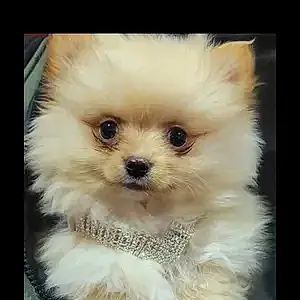 Name Pomeranian Dog Piper