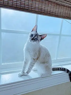 Snowshoe Cat Electra
