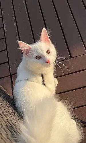 Name Turkish Angora Cat Itsy