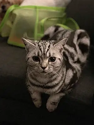 Name British Shorthair Cat Fitz