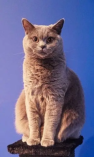 British Shorthair Cat Poppy