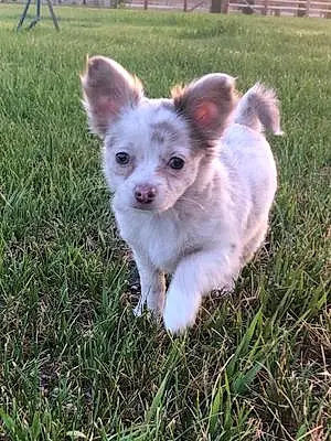 Name Chihuahua Dog Fiona