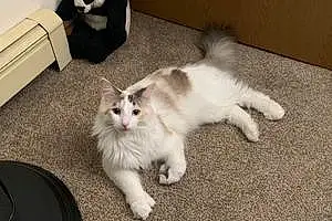Name Maine Coon Cat Cleopatra