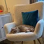 Cat, Furniture, Comfort, Blue, Wood, Interior Design, Felidae, Chair, Carnivore, Living Room, Hardwood, Outdoor Furniture, Small To Medium-sized Cats, Couch, Curtain, Whiskers, Lamp, House