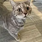 Felidae, Cat, Carnivore, Small To Medium-sized Cats, Whiskers, Wood, Snout, Tile Flooring, Domestic Short-haired Cat, Hardwood, Window, Furry friends, Tail, Paw, Terrestrial Animal, Plank, Sitting, Varnish, Wood Stain