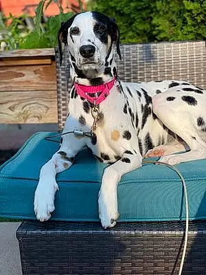 Name Dalmatian Dog Lacie