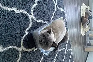 Scottish Fold Cat Liya
