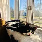 Cat, Small To Medium-sized Cats, Whiskers, Felidae, Window, Curtain, Interior Design, Window Treatment, Textile, Sunlight, Carnivore, Kitten, Furry friends, Furniture, Black cats, Comfort, Home, Domestic Short-haired Cat, Couch