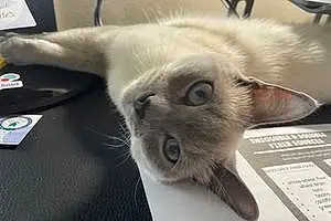 Siamese Cat Bitty White