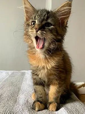 Name Maine Coon Cat Kayla