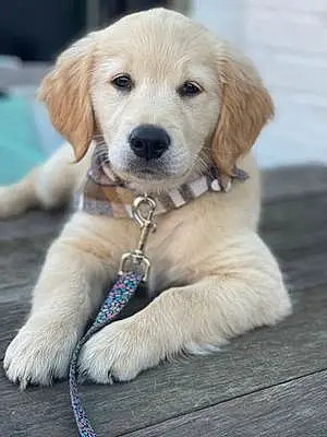 Name Golden Retriever Dog Laney
