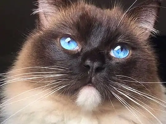 Cat, Felidae, Carnivore, Small To Medium-sized Cats, Whiskers, Fawn, Birman, Balinese, Snout, Siamese, Furry friends, Event, Thai, Ragdoll, Terrestrial Animal, Electric Blue