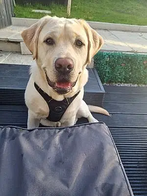 Name Labrador Retriever Dog Jack